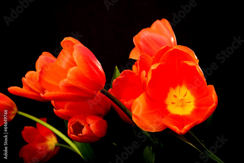 Tapeta ścienna Pomarańczowe tulipany