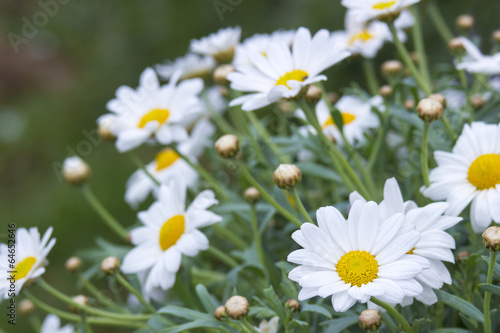 Nowoczesny obraz na płótnie daisies in the nature