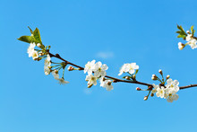 Twig Of Cherry Blossoms On Blue Sky
