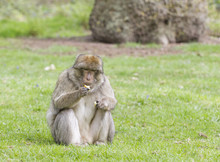 Barbary Macaque Eating An Apple On Grass
