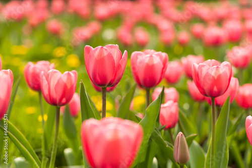 Plakat na papierze fotorealistycznym Różowe kwiaty tulipanów