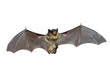 Bat 3