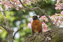 American Robin On Cherry Blossom Background