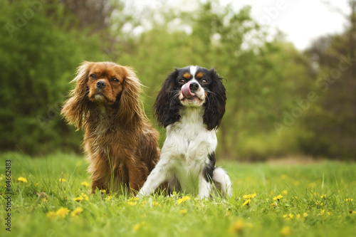 cavalier spring charles spaniel