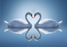 Romantic Two Swans,  Symbol Of Love.
