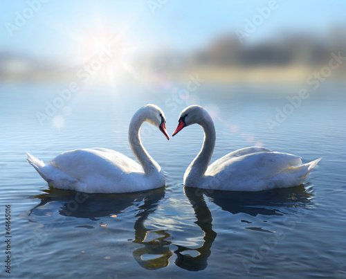 Obraz w ramie Swans on blue lake water in sunny day