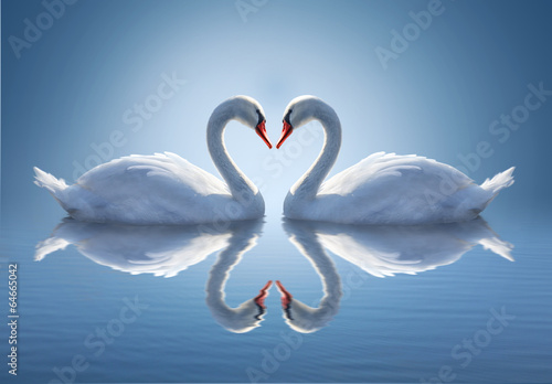 Fototapeta na wymiar Romantic two swans, symbol of love.