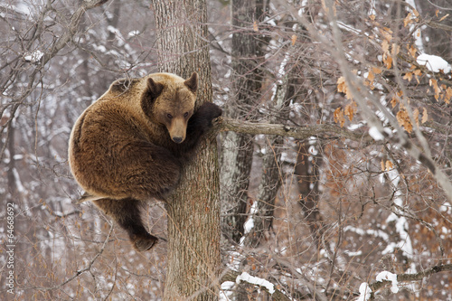 Plakat na papierze fotorealistycznym Niedźwiedź brunatny w drzewie patrząc na kamery w lesie