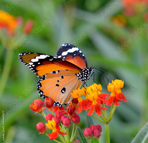 Tapeta ścienna Motyl na pomarańczowy kwiat w ogrodzie