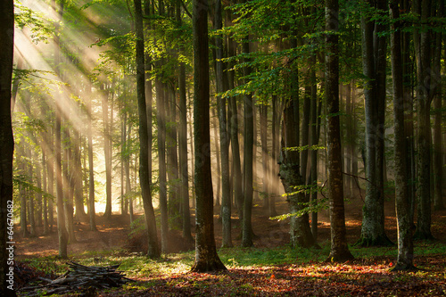 Naklejka dekoracyjna autumn forest trees. nature green wood sunlight backgrounds.