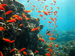 riesiger Fischschwarm rotes Meer