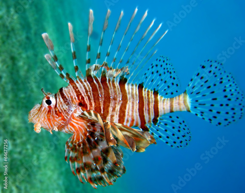 Obraz Dibond Lionfish Morze Czerwone