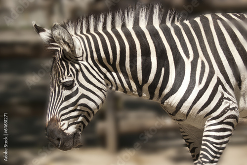 Board z aluminiowym obramowaniem Zebra