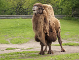 baktrian