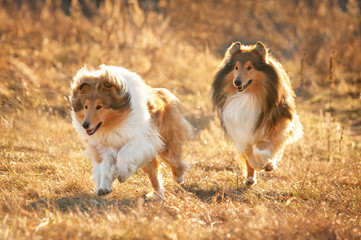 Wall Mural - Two rough collies running at sunset