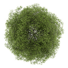 Wall Mural - top view of small-leaved lime tree isolated on white background
