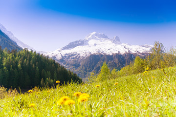 Wall Mural - Valley with yellow dandelions near Mont Blanc