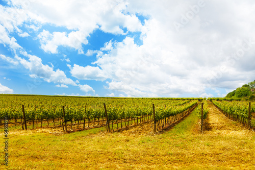 Board z aluminiowym obramowaniem Winnice w Toskanii we włoszech