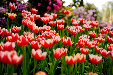 Poster - Red Tulips in Garden