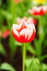 Wall Mural - Red Tulips in Garden