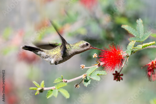 Naklejka samoprzylepna Kobieta hummingbird szerokolistna karmienia na kwiat wróżka duster