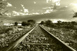 Railway tracks running through South African bushveld