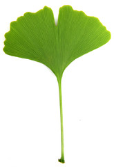 Poster - green ginkgo biloba isolated on white background