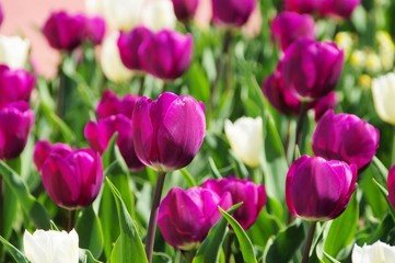 Poster - Tulpen lila und weiss - tulips purple and white 03