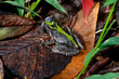 A cricket frog is resting on the forest floor.
