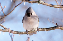 A Tufted Titmouse Sitting In An Icy Tree.