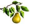 Pear on tree branch, isolated on white background