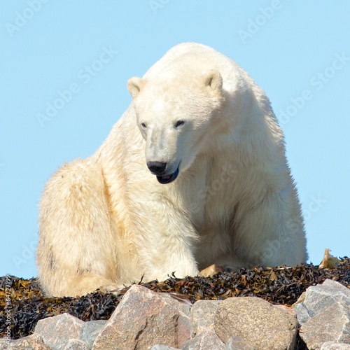 Fotoboard na płycie Budząc niedźwiedzia polarnego na skałach 2 lt wb