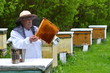 doświadczony pszczelarz pracujący w pasiece w okresie wiosennym
