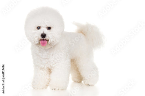 Fotografia, Obraz Bichon dog standing at white background