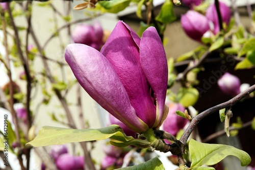 Board z aluminiowym obramowaniem Kwitnąca magnolia