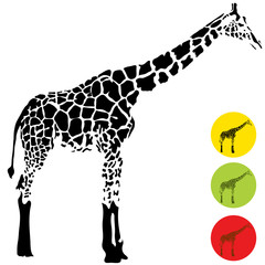 Wall Mural - Giraffe Profile