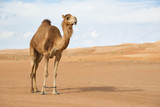 Fototapeta Na ścianę - Image of camel in desert Wahiba Oman