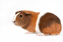 Brown, White And Orange Guinea Pig On A White Background.