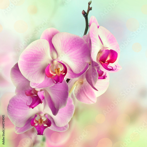 Plakat na papierze fotorealistycznym Piękne różowe kwiaty orchidei na niewyraźne tło