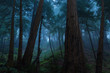 Big Sur Redwood Forest