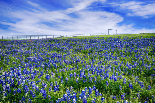 Board z aluminiowym obramowaniem Texas bluebonnet pole w rozkwicie