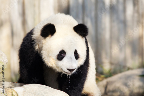 Obraz na płótnie canvas Gigantyczne panda wody pitnej, Chengdu, Chiny