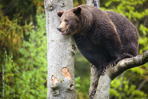 Plakat na papierze fotorealistycznym Niedźwiedź brunatny (ursus arctos)