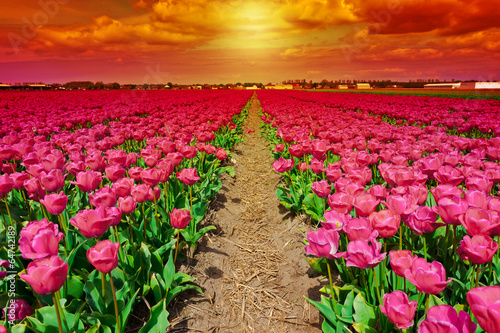Plakat na papierze fotorealistycznym Holenderskie tulipany