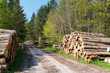 Waldweg mit Holzstapel