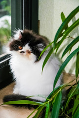  Persian Kitten