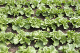 Junge Salatpflanzen (Eissalat)