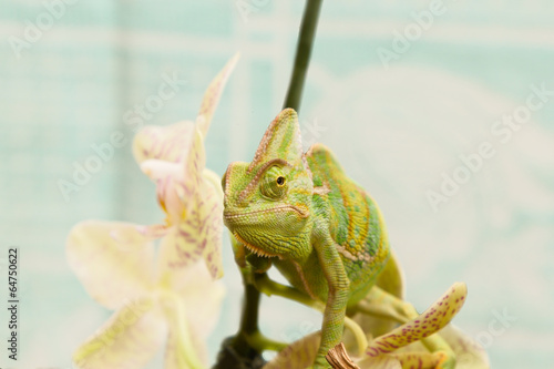 Naklejka samoprzylepna Kameleon