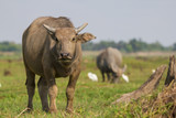 Fototapeta Krajobraz - buffalo