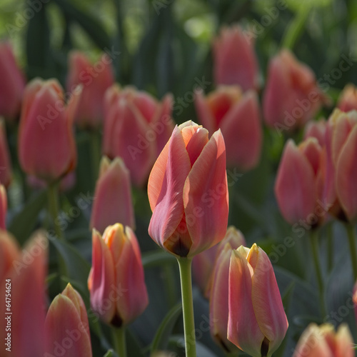 Naklejka na szybę Pink tulips in the park
